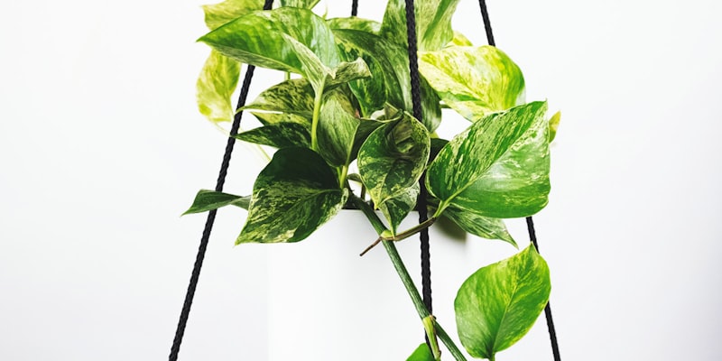 爱游戏体育英格兰足球超级联赛焦点赛事安排